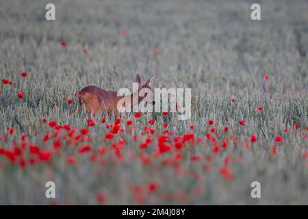 Capriolo (Capreolus capreolus) femmina adulta di cervo in un campo di grano con papaveri fioriti, Suffolk, Inghilterra, Regno Unito Foto Stock