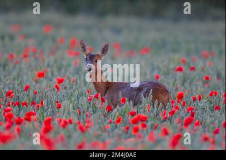 Capriolo (Capreolus capreolus) femmina adulta di cervo in un campo di grano con papaveri fioriti, Suffolk, Inghilterra, Regno Unito Foto Stock