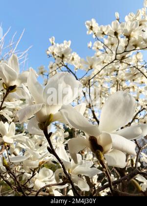 Le magnolie bianche sono fiorite in Corea del Sud Foto Stock