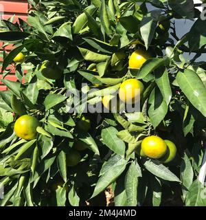 Mandarino (mandarino) alberi in Corea del Sud Foto Stock
