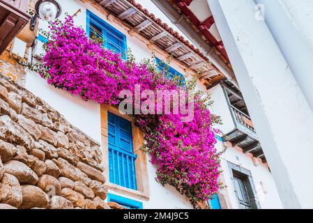 Bougainvilleas appeso da un balcone. Tazones, Principato delle Asturie, Spagna, Europa Foto Stock