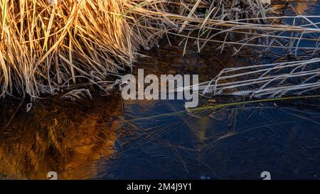 Vegetazione glassata in una zona umida in primavera, Greater Sudbury, Ontario, Canada Foto Stock