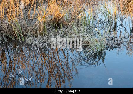 Arbusti di beaverlagd smerigliati, erbe, Sudbury maggiore, Ontario, Canada Foto Stock