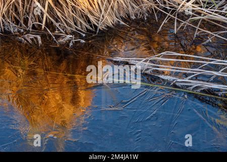 Vegetazione glassata in una zona umida in primavera, Greater Sudbury, Ontario, Canada Foto Stock