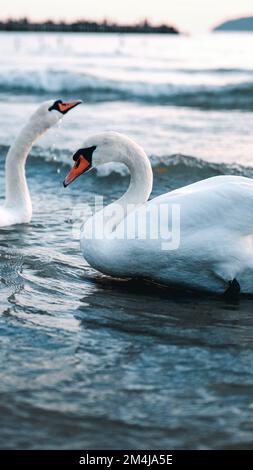 Uno scatto verticale di cigni bianchi sul Mar Nero ondeggia la Bulgaria al tramonto Foto Stock