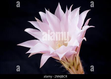 L'echinopsis oxygona è una specie di pianta da fiore appartenente alla famiglia dei cactus delle Cactaceae, originaria del Brasile del Sud, dell'Uruguay e dell'Argentina settentrionale. Foto Stock