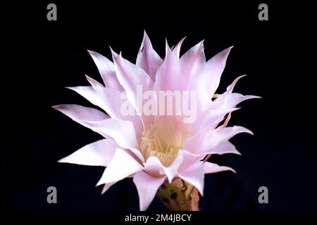 L'echinopsis oxygona è una specie di pianta da fiore appartenente alla famiglia dei cactus delle Cactaceae, originaria del Brasile del Sud, dell'Uruguay e dell'Argentina settentrionale. Foto Stock