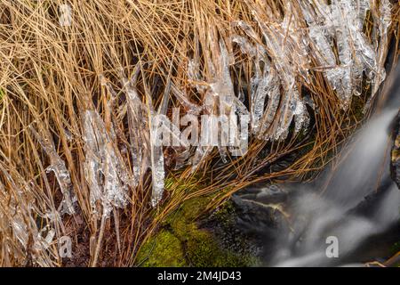 Formazioni di ghiaccio nell'erba che fiancheggiano un piccolo ruscello durante il runoff primaverile, Greater Sudbury, Ontario, Canada Foto Stock