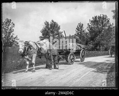 Copia di archivio digitalizzate di un vetro di un quarto originale negativo. Carrello bullock su strada con carico di legno. Creduto essere in Svizzera e ad oggi dalla fine del 19th ° secolo o inizio del ventesimo secolo. Foto Stock