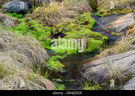 Primavera runoff su un affioramento roccioso, pohlia muschio colonia, Greater Sudbury, Ontario, Canada Foto Stock