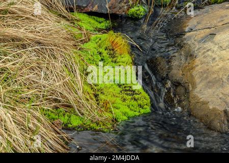 Primavera runoff su un affioramento roccioso, pohlia muschio colonia, Greater Sudbury, Ontario, Canada Foto Stock