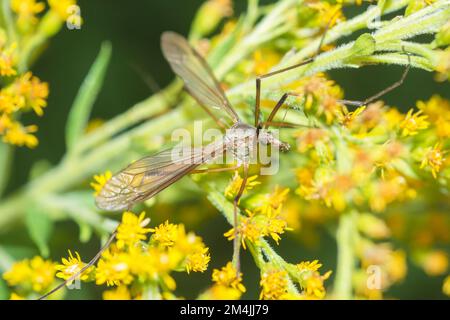 Volo di gru europeo (Tipula paludosa) sul goldenrod canadese (Solidago Canadensis) Foto Stock