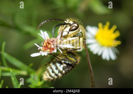 Calvo-fronted Hornet (Dolichovespula maculata) su una testa di fiore Foto Stock