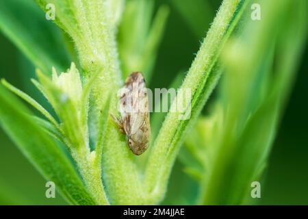 Spittlebug prato o Froghopper comune (Philaenus Spumarius) Foto Stock