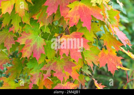 Foglie di acero colorate in autunno, autunno Foto Stock