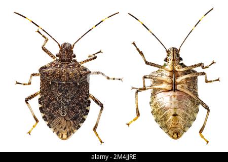 Macro di marmorato bruno stink bug, Halyomorfa halys, isolato su sfondo bianco. Una specie invasiva dall'Asia. Vista dall'alto e dal basso Foto Stock