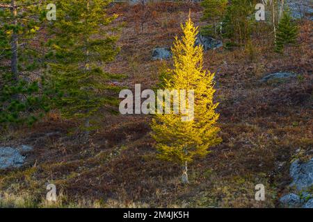 Riflessi del litorale in uno stagno del castoro all'inizio della primavera, Sudbury più grande, Ontario, Canada Foto Stock