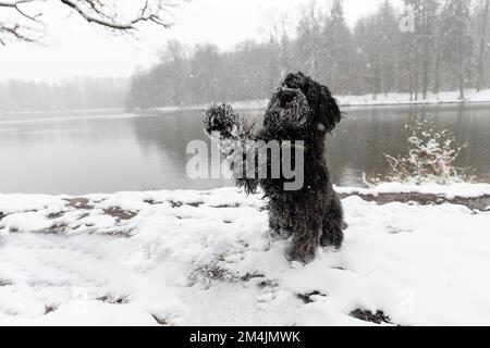 Un cane nero labradoodle che dà cinque alti con la sua zampa, seduto al bordo di un lago, caduta di neve, paesaggio invernale sullo sfondo Foto Stock