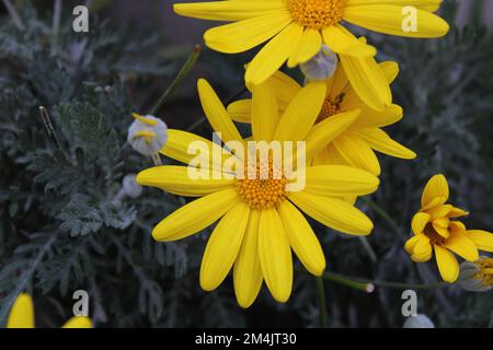 Euryops pectinatus, il pectinatus delle foglie di grigio, è una specie di pianta della famiglia delle Asteracee, endemica o rocciosa. Foto Stock