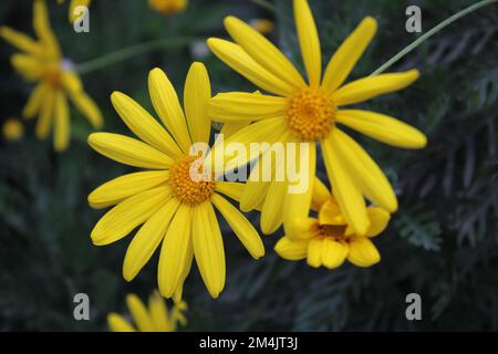 Euryops pectinatus, il pectinatus delle foglie di grigio, è una specie di pianta della famiglia delle Asteracee, endemica o rocciosa. Foto Stock