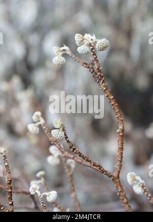 Germogli di fiori bianchi dell'arbusto deciduo Edgeworthia chrysantha grandiflora. Fotografato nel giardino di Wisley, Surrey, Regno Unito. Foto Stock