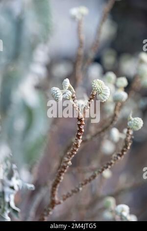 Germogli di fiori bianchi dell'arbusto deciduo Edgeworthia chrysantha grandiflora. Fotografato nel giardino di Wisley, Surrey, Regno Unito. Foto Stock