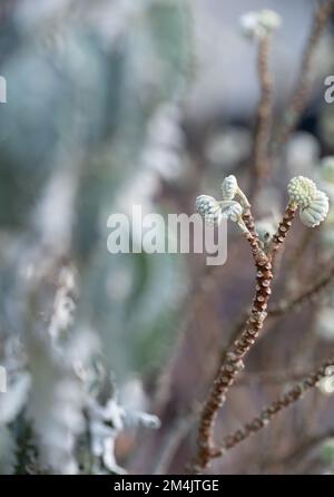 Germogli di fiori bianchi dell'arbusto deciduo Edgeworthia chrysantha grandiflora. Fotografato nel giardino di Wisley, Surrey, Regno Unito. Foto Stock