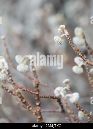 Germogli di fiori bianchi dell'arbusto deciduo Edgeworthia chrysantha grandiflora. Fotografato nel giardino di Wisley, Surrey, Regno Unito. Foto Stock