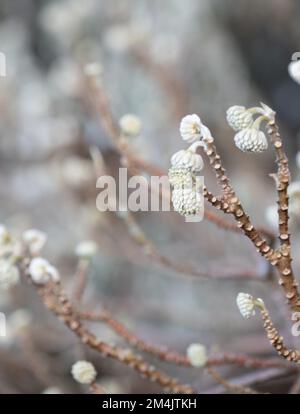 Germogli di fiori bianchi dell'arbusto deciduo Edgeworthia chrysantha grandiflora. Fotografato nel giardino di Wisley, Surrey, Regno Unito. Foto Stock