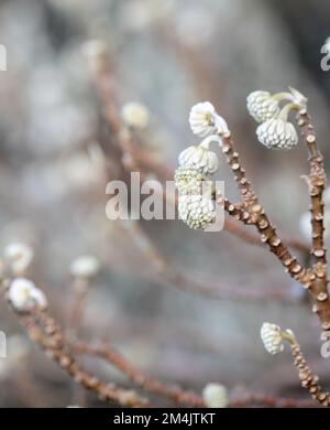 Germogli di fiori bianchi dell'arbusto deciduo Edgeworthia chrysantha grandiflora. Fotografato nel giardino di Wisley, Surrey, Regno Unito. Foto Stock