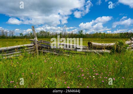 Recinzione di cedro della ferrovia spaccata, fiori selvatici estivi, vicino Sheguiandah, Greater Sudbury, Ontario, Canada Foto Stock