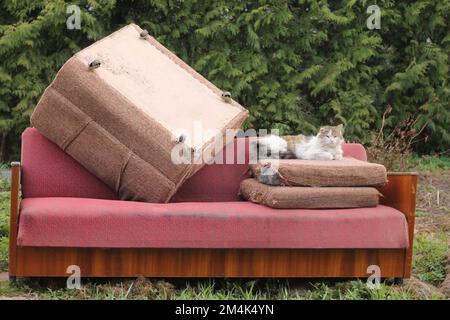 Gatto tabby randagio con un orecchio sdraiato su vecchi cuscini di rosa morbido vecchio divano come spazzatura su discarica. Riciclaggio e riutilizzo. Ha lavato le cose, liberandosi di Foto Stock