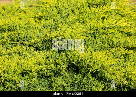 Il juniper cespuglio closeup. Sfondo con rami di ginepro che crescono nel parco. Foto Stock