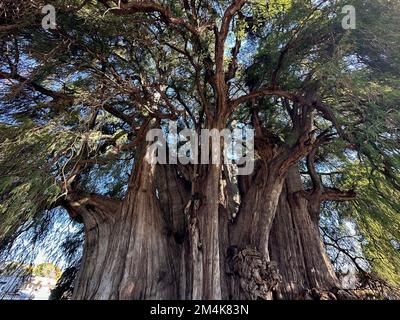 Oaxaca, Stati Uniti. 7th Dec, 2022. L'albero di Tule o El Ãrbol del Tule ad est di Oaxaca, Messico, è visto Mercoledì 7 dicembre 2022. Il cipresso Montezuma è famoso per essere l'albero più stoutest del mondo. (Credit Image: © Mark Hertzberg/ZUMA Press Wire) Foto Stock