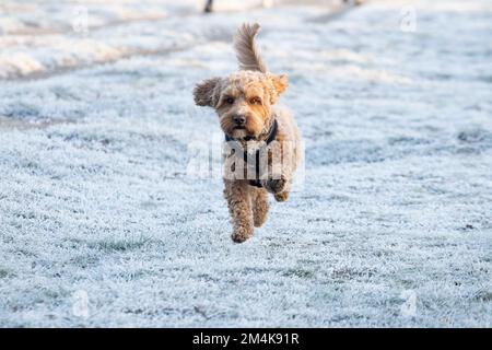 Il Bushy Park è coperto di ghiaccio questa mattina. Un cane è fuori e intorno nel freddo. Immagine scattata il 10th dicembre 2022. © Belinda Jiao jiao.bilin@gmail.com Foto Stock