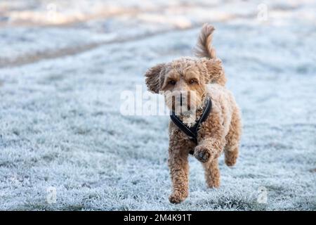 Il Bushy Park è coperto di ghiaccio questa mattina. Un cane è fuori e intorno nel freddo. Immagine scattata il 10th dicembre 2022. © Belinda Jiao jiao.bilin@gmail.com Foto Stock