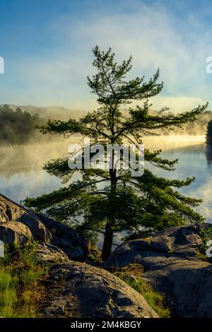 White Pine, George Lake, Killarney Provincial Park, Ontario, Canada Foto Stock