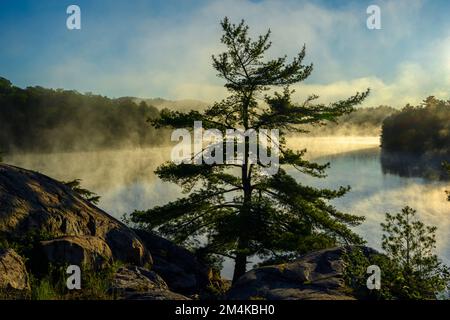 White Pine, George Lake, Killarney Provincial Park, Ontario, Canada Foto Stock