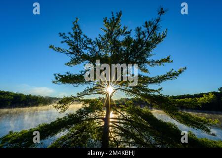 White Pine, George Lake, Killarney Provincial Park, Ontario, Canada Foto Stock