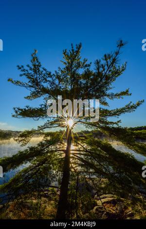 White Pine, George Lake, Killarney Provincial Park, Ontario, Canada Foto Stock