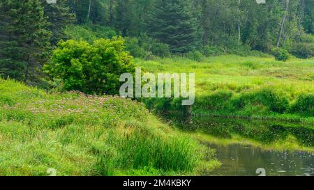 Joe-pye infestò colonie lungo le rive di Junction Creek, Greater Sudbury, Ontario, Canada Foto Stock