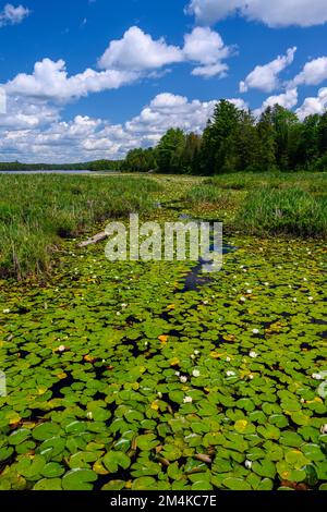 Gigli d'acqua bianca (Nymphaea odorata) che fioriscono in un canale paludoso a Anderson Lake, Espanola, Ontario, Canada Foto Stock