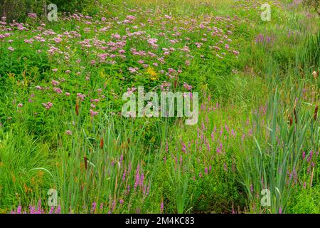 Joe-pye erbaccia, colonia, Sudbury superiore, Ontario, Canada Foto Stock