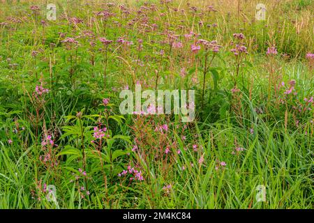 Joe-pye colonia di erbacce in una zona umida, Greater Sudbury, Ontario, Canada Foto Stock