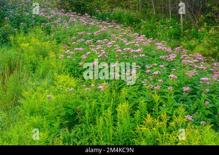 Joe-pye erbaccia, colonia, Sudbury superiore, Ontario, Canada Foto Stock