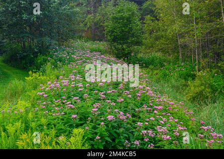 Joe-pye erbaccia, colonia, Sudbury superiore, Ontario, Canada Foto Stock