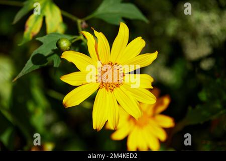 Vista ravvicinata del fiore di un albero in fiore nella foresta Foto Stock