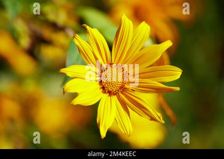 Vista ravvicinata del fiore di un albero in fiore nella foresta Foto Stock