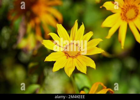 Vista ravvicinata del fiore di un albero in fiore nella foresta Foto Stock