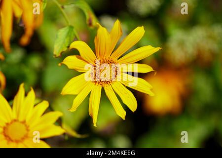 Vista ravvicinata del fiore di un albero in fiore nella foresta Foto Stock